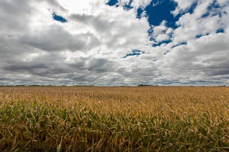 Ripe golden field of Zea mays or corn ready to be harvested as a staple cereal grain foodstuff or as...