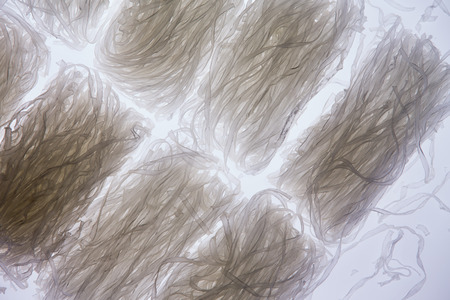 Overhead view of coils of transparent dried mung bean thick vermicelli noodles, also known as...