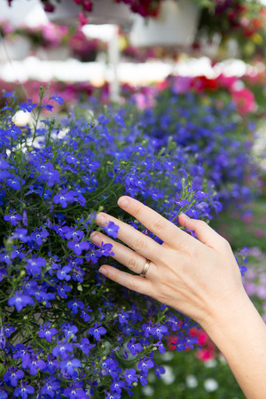 Woman choosing flowers in a nursery gently placing her hand on a colorful display of blue potted flowers as she seeks to beautify her house in the new spring season, close up of her handの写真素材