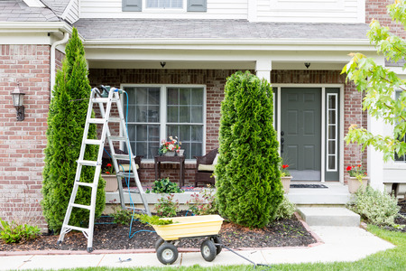 Springtime trimming of Arborvitae or ornamental evergreen Thuja trees growing in a flowerbed in...