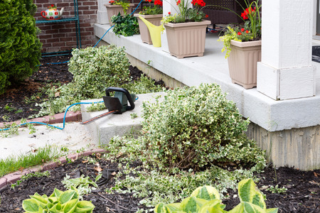 Hedge trimmer being used to trim foliage plants at the entrance to a house during a springtime...