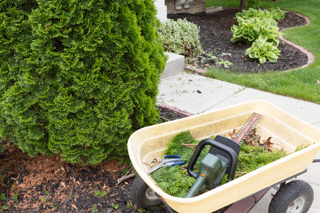 Using a hedge trimmer to trim Arborvitaes or evergreen Thuja trees around the house to maintain...
