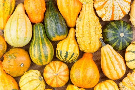 Background of colorful variegated striped ornamental fall or autumn gourds with different shapes and textures packed close together in a full frame viewの写真素材