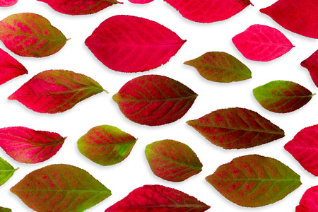 Closeup Colorful Burning Bush Autumn Leaves Isolated on White