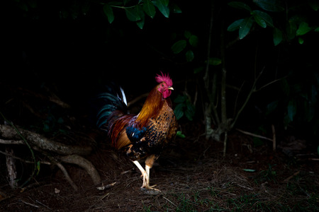 A single free range rooster with red wattle strutting through woodland in the darkness in Hawaii in...