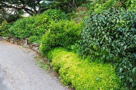 Lush green tropical vegetation bordering a footpath through a park on Oahu, Hawaii in a scenic background landscapeの写真素材