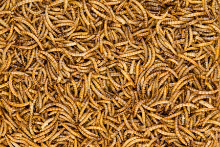 Background texture of dried mealworms, the larvae of the darkling beetle, providing a delicious high...