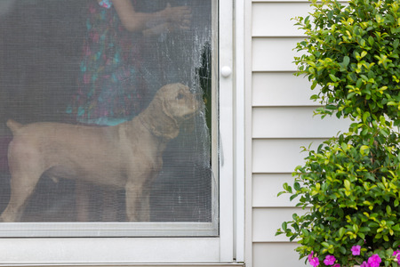 Golden cocker spaniel eyeing a damaged screen door opening onto an exterior patio standing inside sniffing the ripped wire meshの写真素材