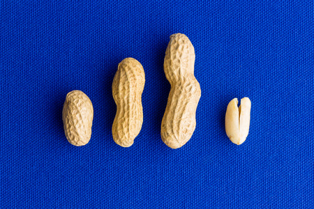 An evolution style image of various peanut husks and kernel on a blue fabric background with copy...