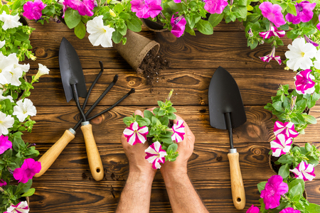 Man or gardener holding a bunch of spring petunias clasped in his hands on a wooden garden table with colorful flower border, set of garden tools and flowerpots for transplantingの写真素材