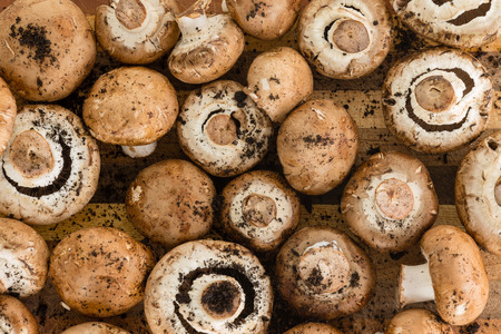 Background made up of many fresh unwashed multiple sizes of brown mushrooms still covered in black...