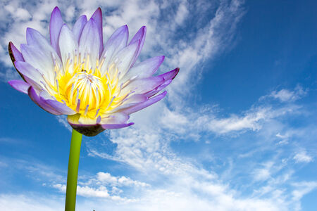 Lotus on the blue sky backgroundの写真素材