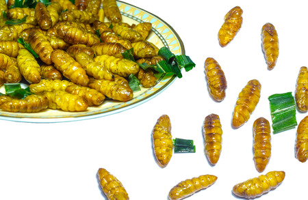 Silkworm pupaeの写真素材