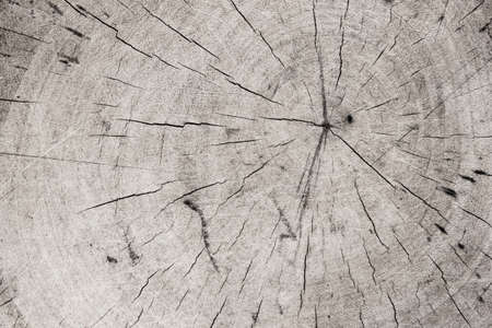 wood texture Black and white tone