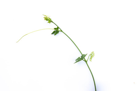 gourd vegetable isolated on white backgroundの写真素材