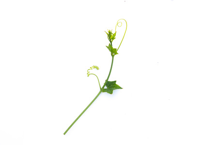 gourd vegetable isolated on white backgroundの写真素材