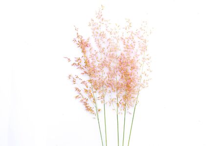 grass flower on white background
