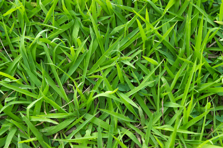 Green grass texture from a field