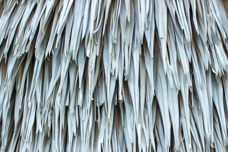 texture background.sugar palm leaf