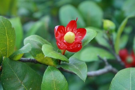 Bloomingの写真素材
