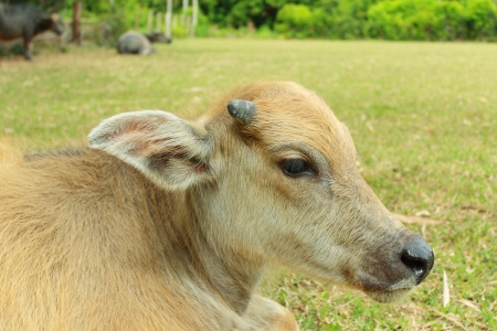 a calf  Asia species  is sitting and eating soft grass の写真素材