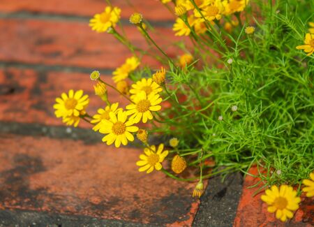 yellow daisy flower in the garden Rama IX park ,Bangkok ,Thailand  の写真素材
