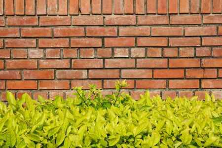 brick wall and bramble in Rama IX park  Bangkok, Thailand の写真素材