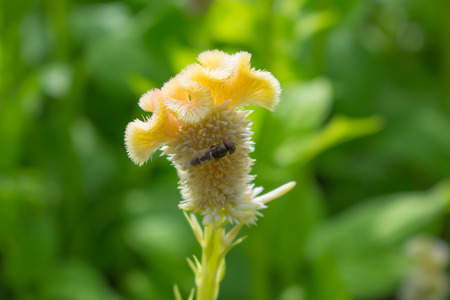 Bumble bee collecting pollen in the summer sunshine
