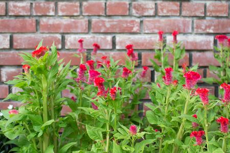 Cockscomb flower or Chinese Wool flower plant in a park