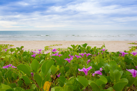 Beach Morning Glory leaves in wind Ipomoea pes-capraeの写真素材