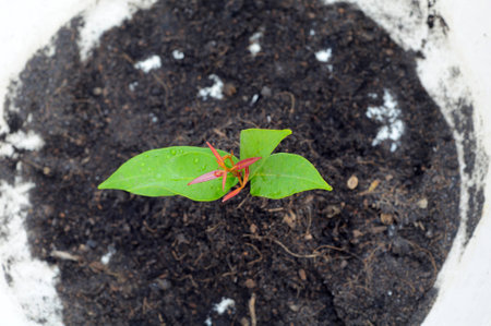 top view Green sprout growing 