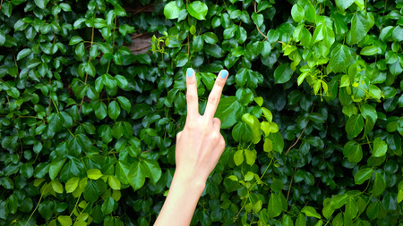 V sign and green leaves backgroundの写真素材