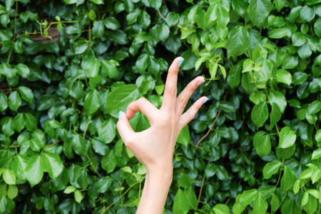 OK sign and green leaves backgroundの写真素材