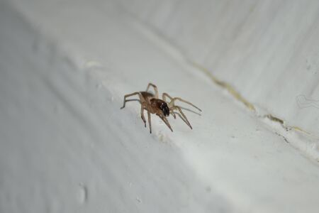 little spider