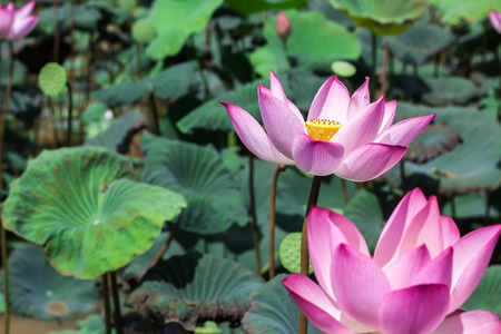The pink lotus in the lotus pond.