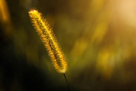 Yellow flowers with orange light of the sun in the evening the winterの写真素材