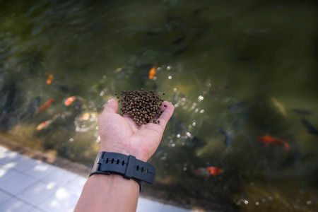 Fish farmers to sow fish food in the pond.の写真素材