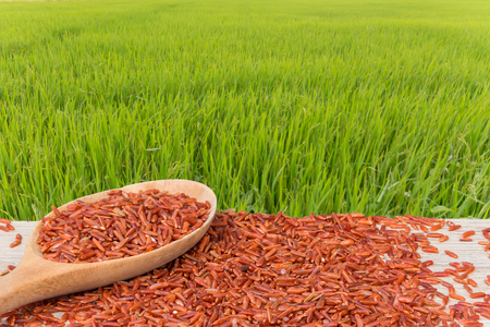 Red rice or Brown rice is in a wooden spoon and placed on a rice heap. rice field be background.の写真素材