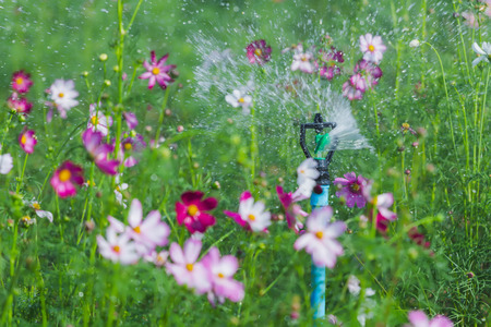 Sprinkler(Springer) is watering a variety of beautiful growing flowers in the garden.の写真素材