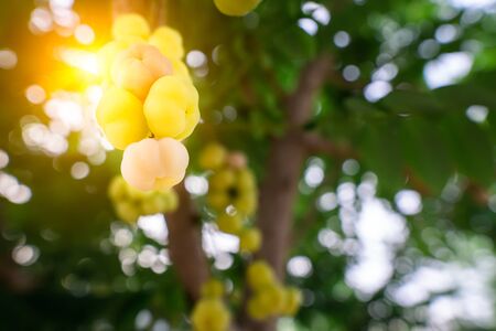Yellow gooseberry is a fruit that has two types, Which each type has a sweet and sour taste and this is a sour species.の写真素材