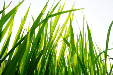 Green grass and white sunshine, look refreshing.の写真素材