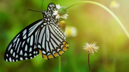 Black/white butterfly are finding for nectar from flowers with sunset in evening.の写真素材