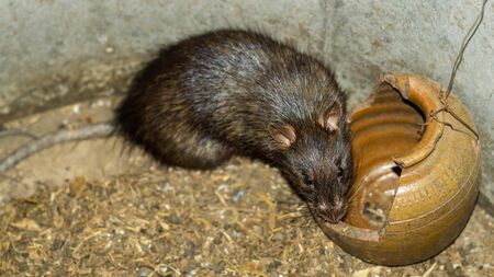 Wild or field rats is the language that Thailand people call Which be used to make food, And now this type of rat is difficult to find,  People therefore to spread a breed this type is a career.の写真素材