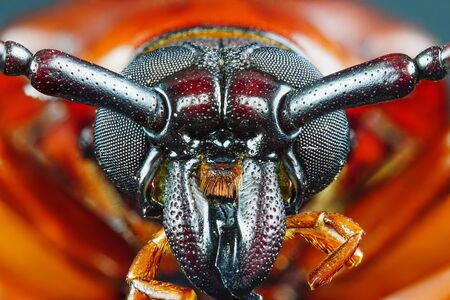 This is a titan beetle or beetle titanium or Longhorned Beetles taken photo from Thailand.の写真素材