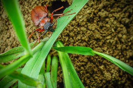 This is a titan beetle or beetle titanium or Longhorned Beetles, The beetle that destroys the cane root of the farmer in thailand, But it can be eaten as food.の写真素材