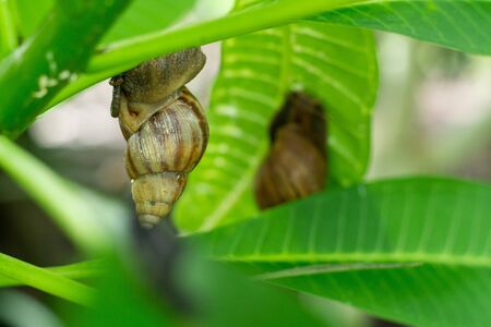 Many snails bite to eat the plants and feces into the ground and as compost for plants.の写真素材