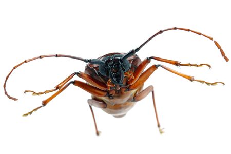 This is a titan beetle or beetle titanium or Longhorned Beetles taken photo from Thailand, Isolated.の写真素材