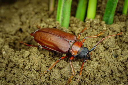 This is a titan beetle or beetle titanium or Longhorned Beetles, The beetle that destroys the cane...