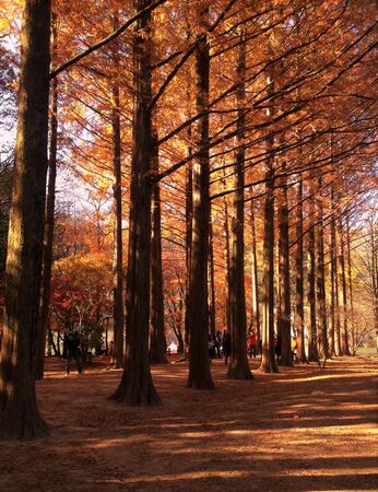 autumn at nami islandの写真素材