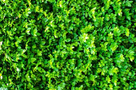 Green leaves for background